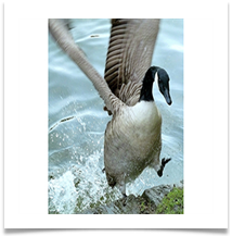 My, that water is cold - Rob Sparkes